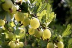 Agrest