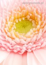 Gerbera