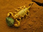 Skorpion
